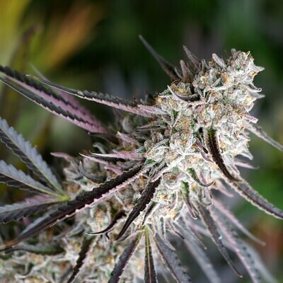 Humboldt Seed Organization - Peanut Butter Breath Fast Flowering (fem.) 08740