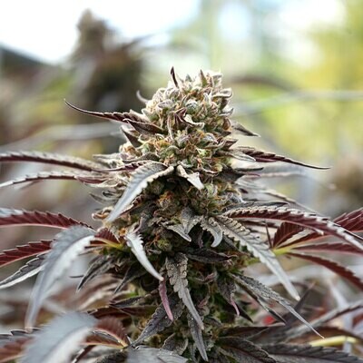 Humboldt Seed Organization - White Runtz Fast Flowering (fem.) 08746