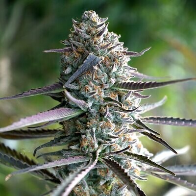 Humboldt Seed Organization - Runtz Fast Flowering (fem.) 08743