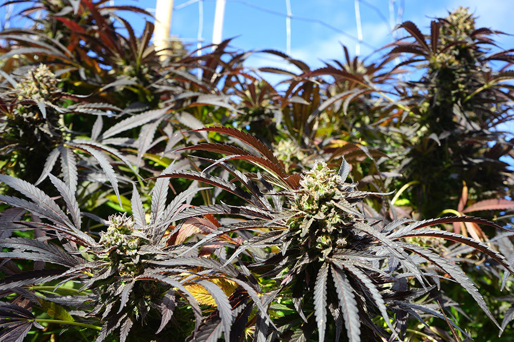 Humboldt Seed Organization - Runtz Fast Flowering (fem.)