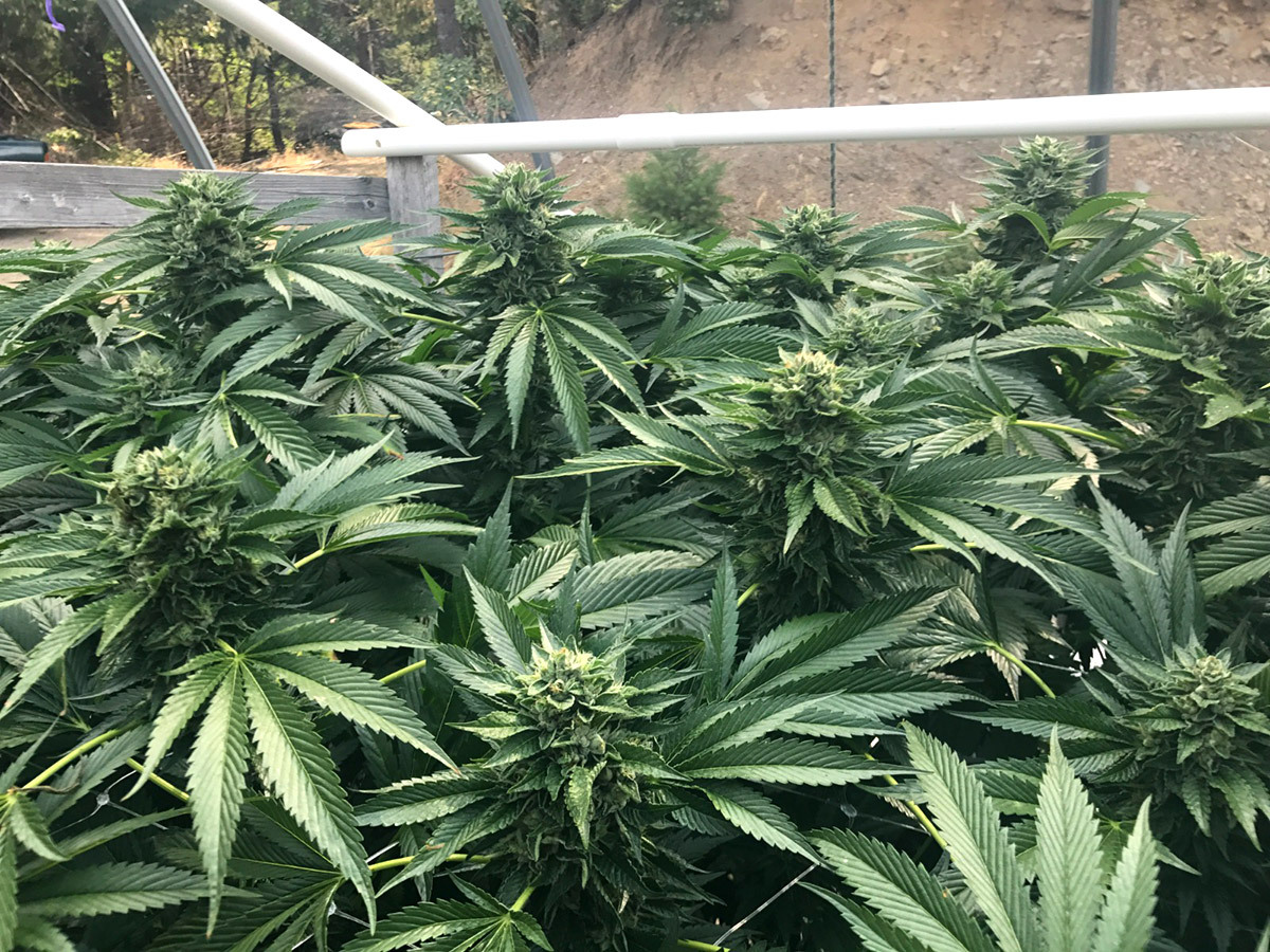 Humboldt Seed Organization - Cinnamon Buddha OG (fem.)