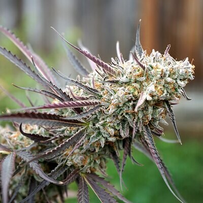 Humboldt Seed Organization - Ice Cream Cake Fast Flowering (fem.) 08737
