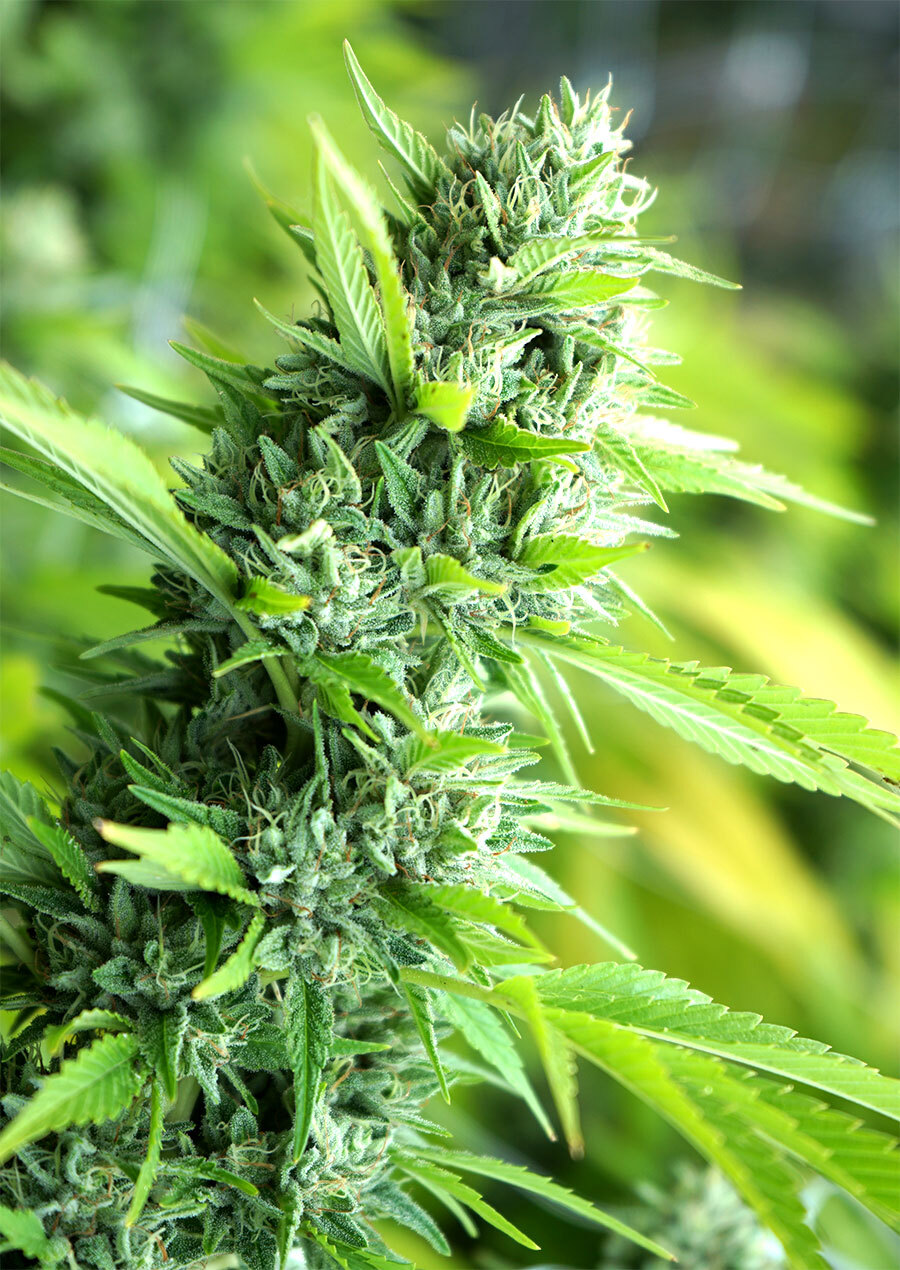 Humboldt Seed Organization - Banana Sapphire (fem.)