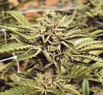 Humboldt Seed Organization - Cinnamon Buddha OG (fem.) 08752