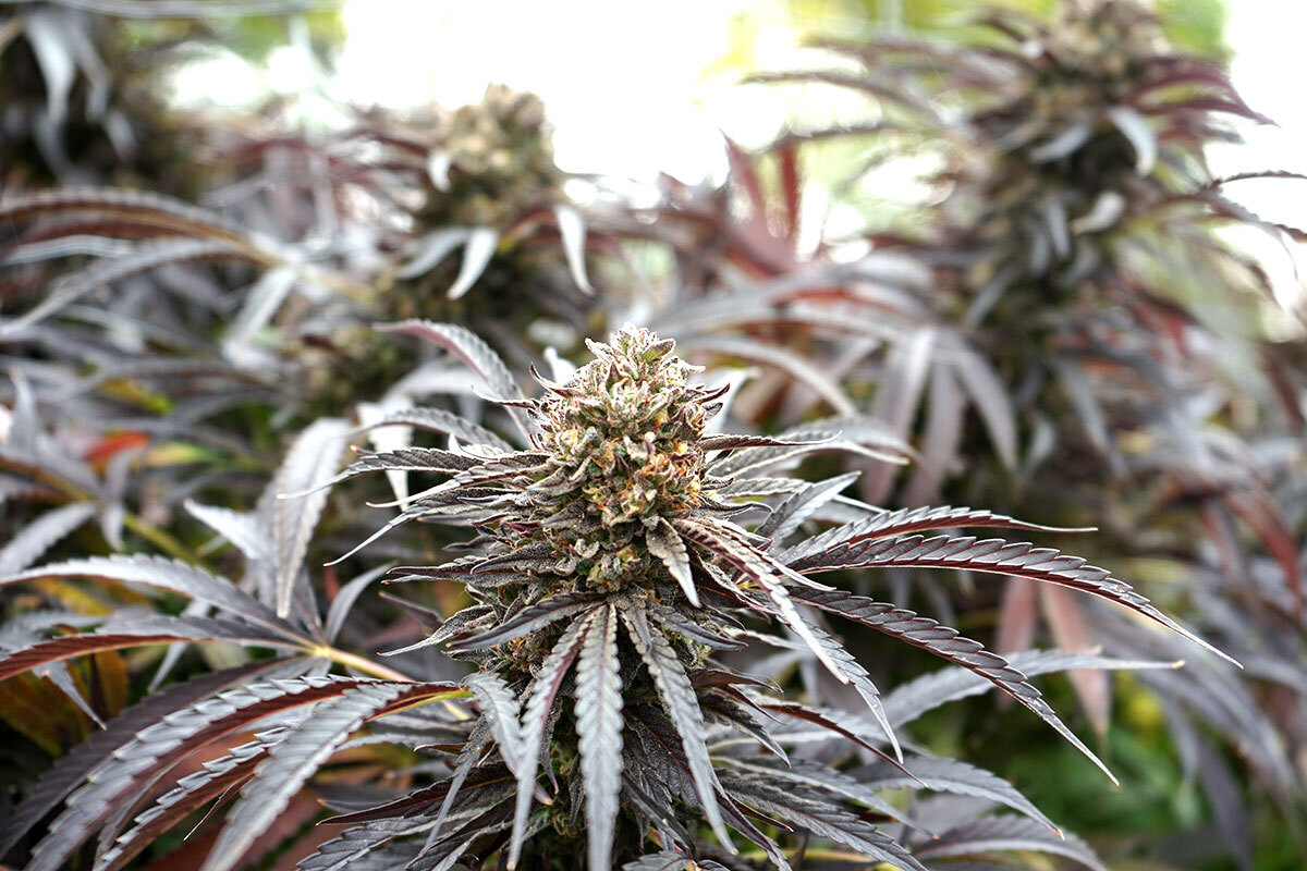 Humboldt Seed Organization - Ghost of NYC (fem.)