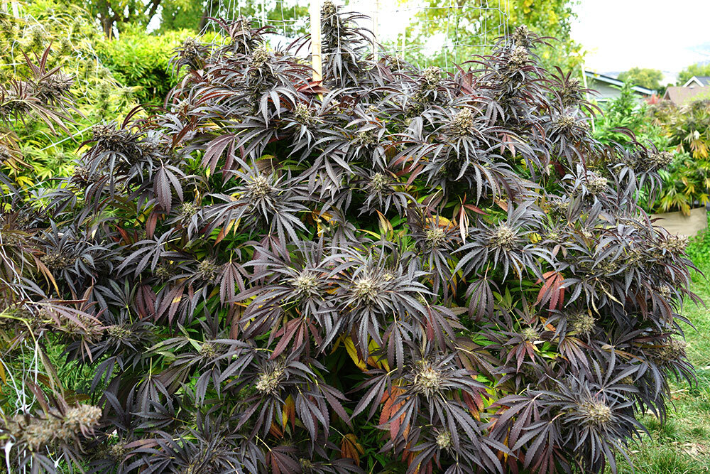 Humboldt Seed Organization - White Runtz Fast Flowering (fem.)