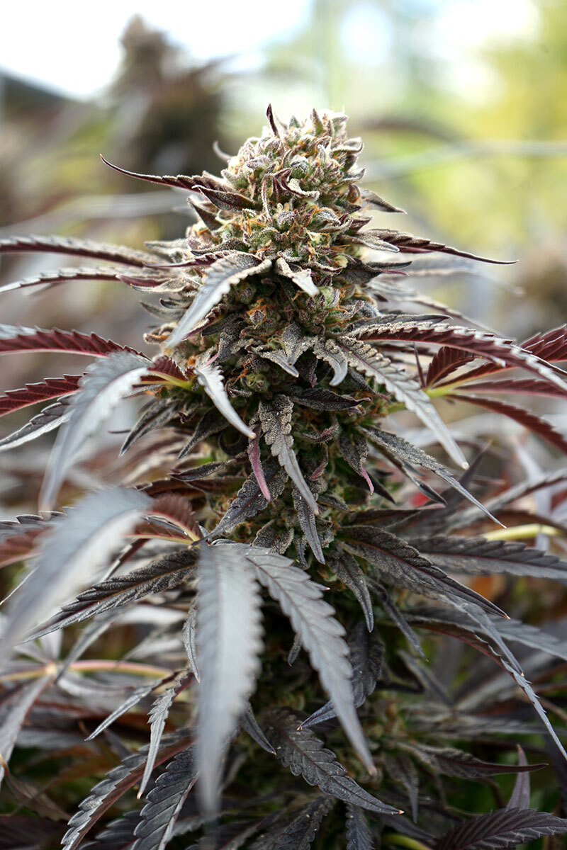 Humboldt Seed Organization - White Runtz Fast Flowering (fem.)