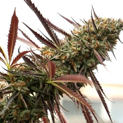 Humboldt Seed Organization - Ghost of NYC (fem.) 08758