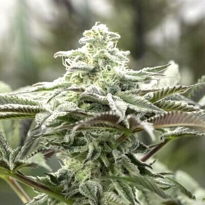 Humboldt Seed Organization - Lemon Citron (fem.) 06931