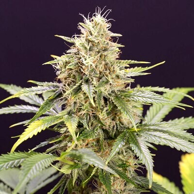 Humboldt Seed Organization - Chocolate Mint OG Auto (auto/fem.) 06933
