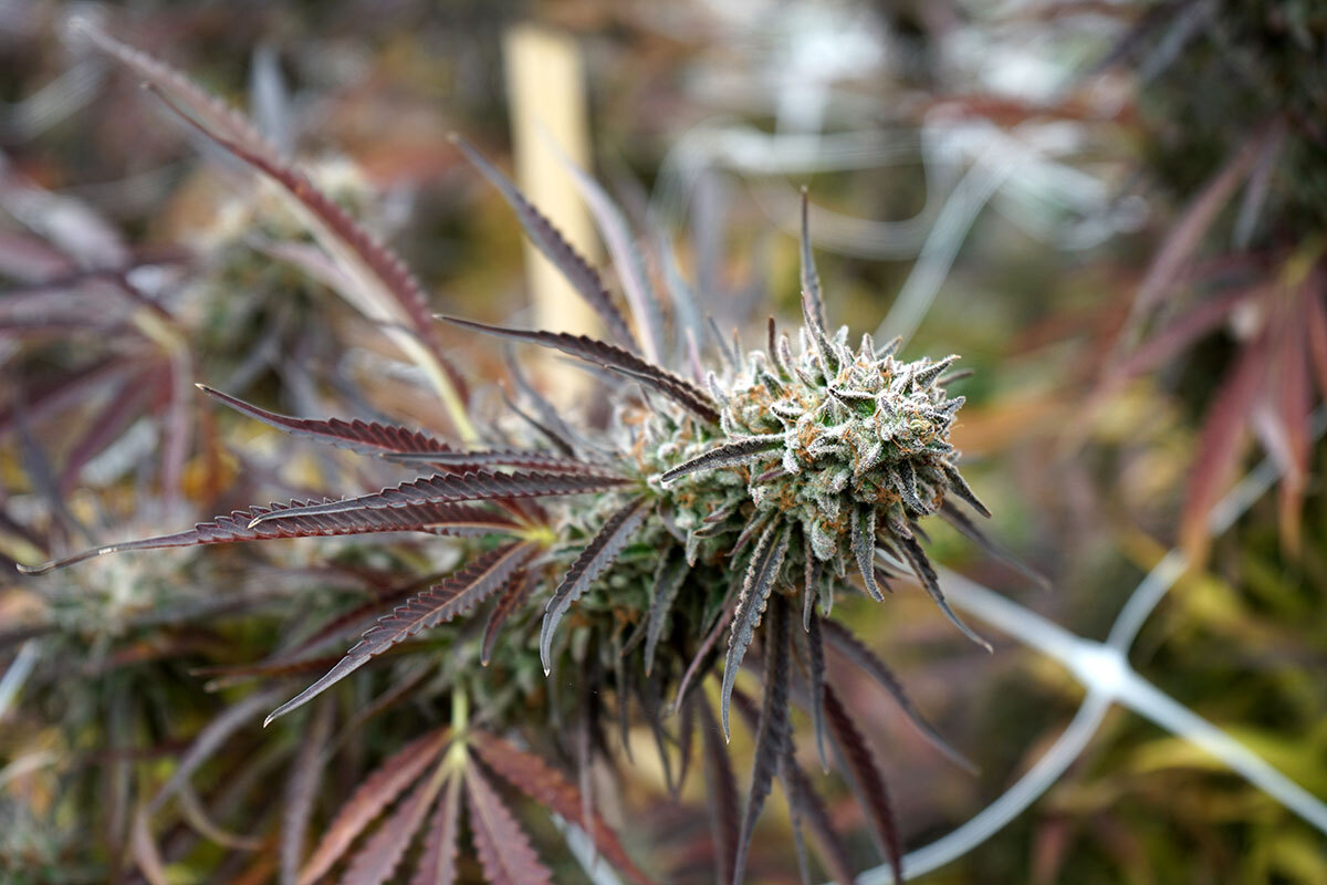 Humboldt Seed Organization - Florida Gaspack (fem.)