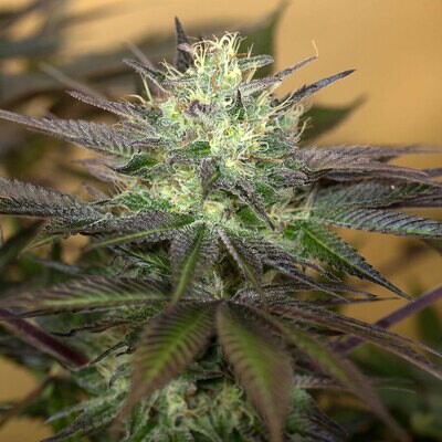 Humboldt Seed Organization - Sapphire OG (fem.) 03809
