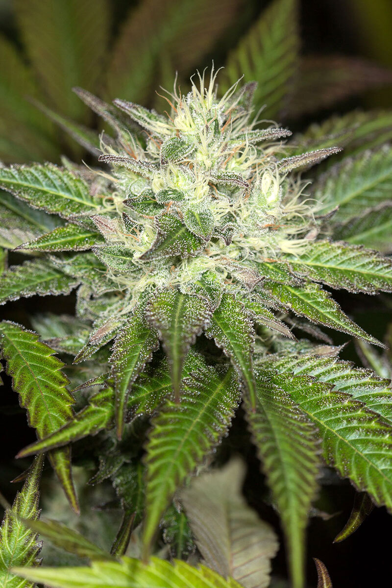 Humboldt Seed Organization - Sapphire OG (fem.)