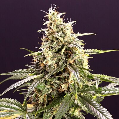 Humboldt Seed Organization - Chem-Bomb Auto (auto/fem.) 06932