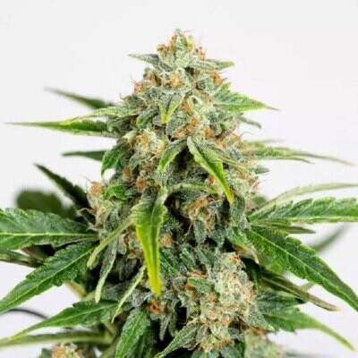 Humboldt Seed Organization - Amnesia CBD Pure  Auto (auto/fem.) 08772