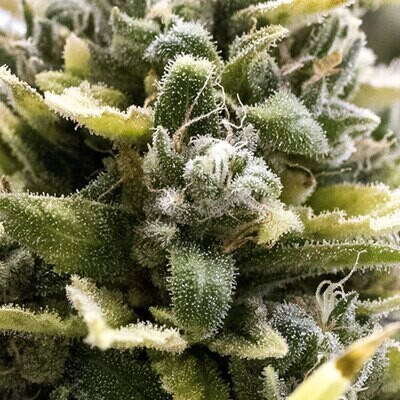 Humboldt Seed Organization - OG Kush Auto (auto/fem.) hso29