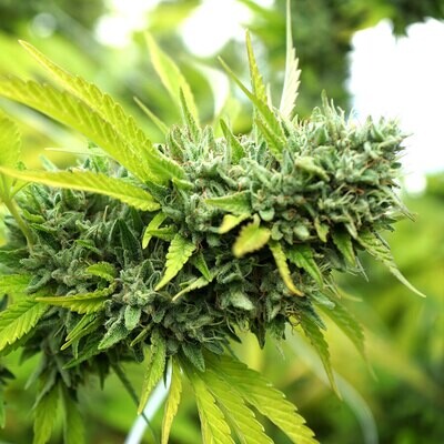 Humboldt Seed Organization - Mango OG Auto (auto/fem.) 08763