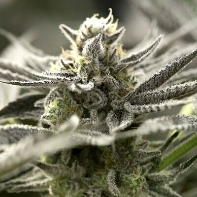 Humboldt Seed Organization - OGKZ Auto (auto/fem.) 08766
