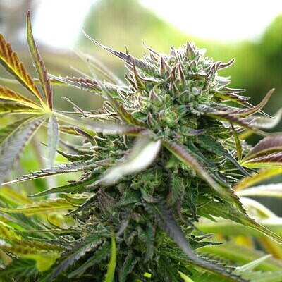 Humboldt Seed Organization - Pineapple Chem Auto (auto/fem.) 08769