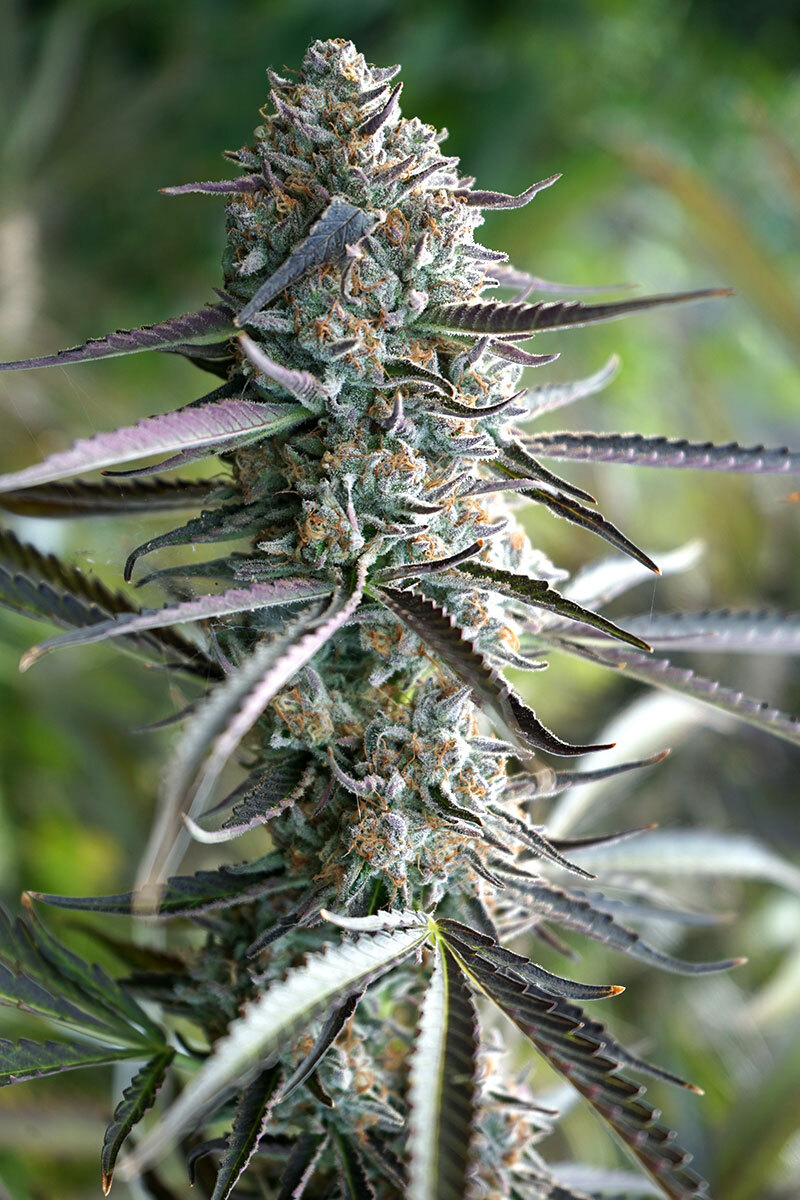 Humboldt Seed Organization - Pineapple Chem Auto (auto/fem.)