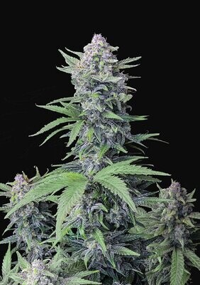FastBuds - Tropicana Cookies Auto (auto/fem.) 08775