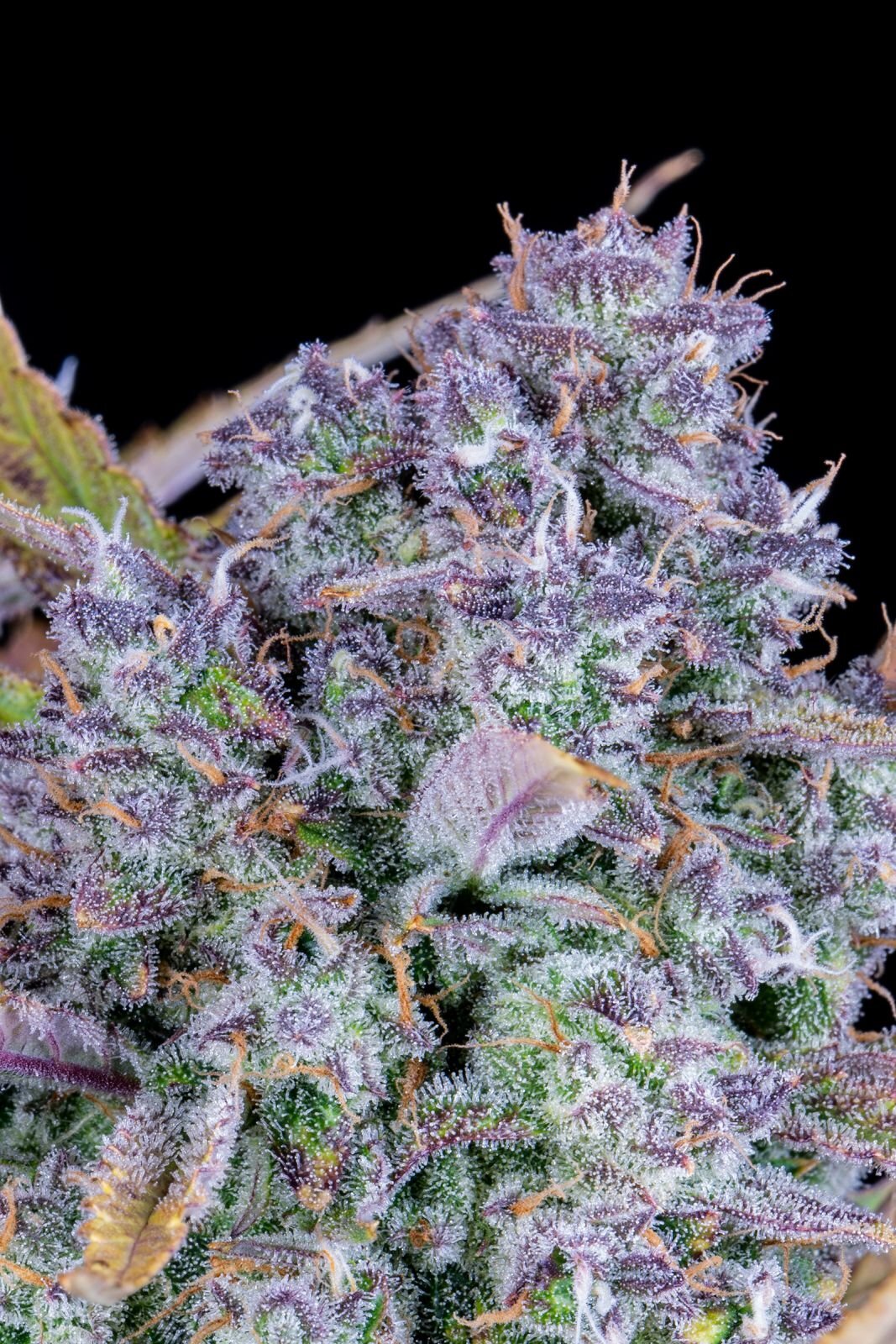 FastBuds - Tropicana Cookies Auto (auto/fem.)