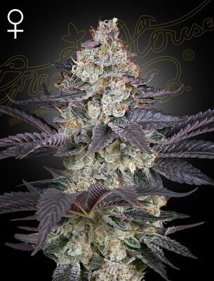 Green House Seeds - Ztrawberry (fem.) 08776