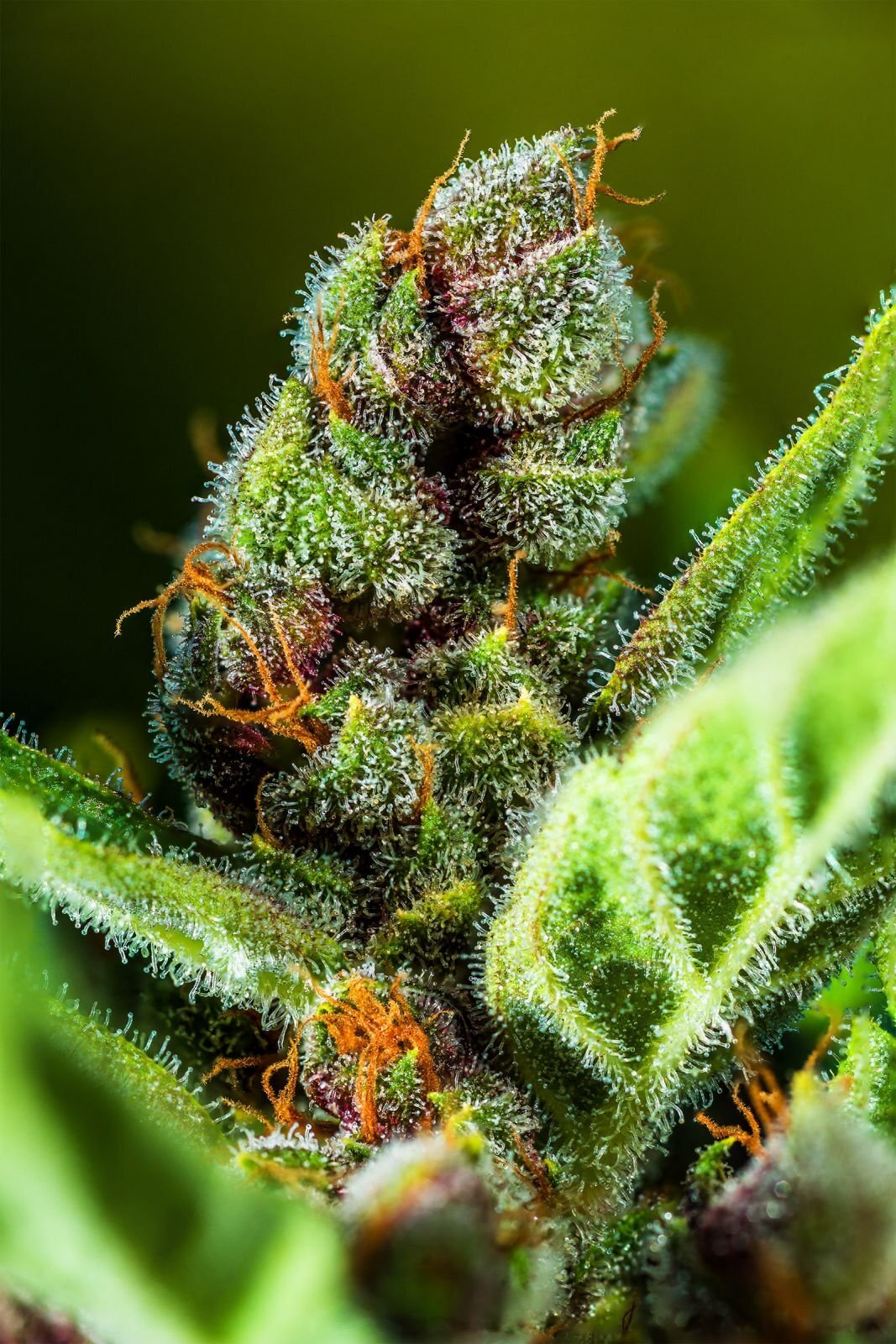 FastBuds - Tropicana Cookies Auto (auto/fem.)