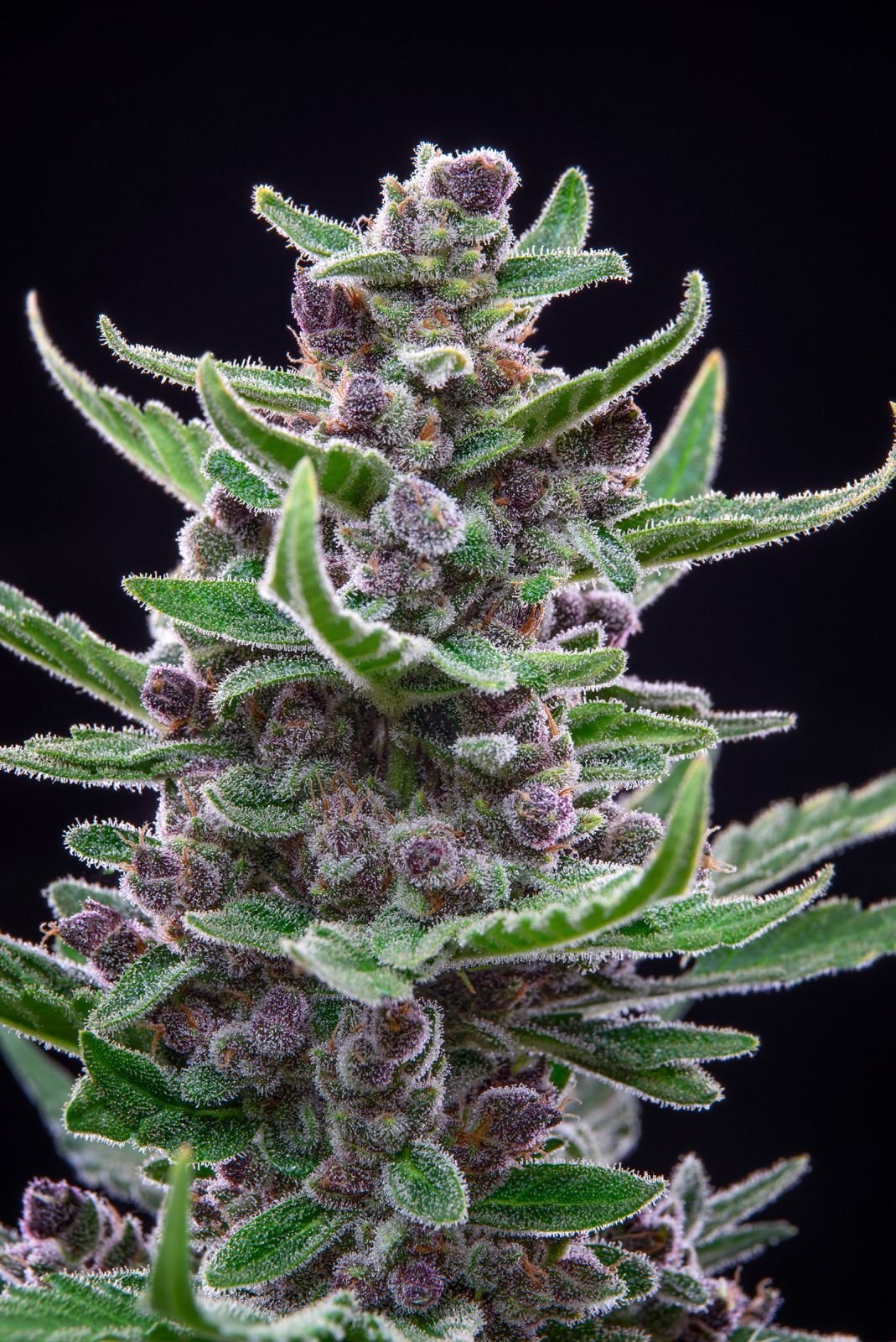 FastBuds - Tropicana Cookies Auto (auto/fem.)