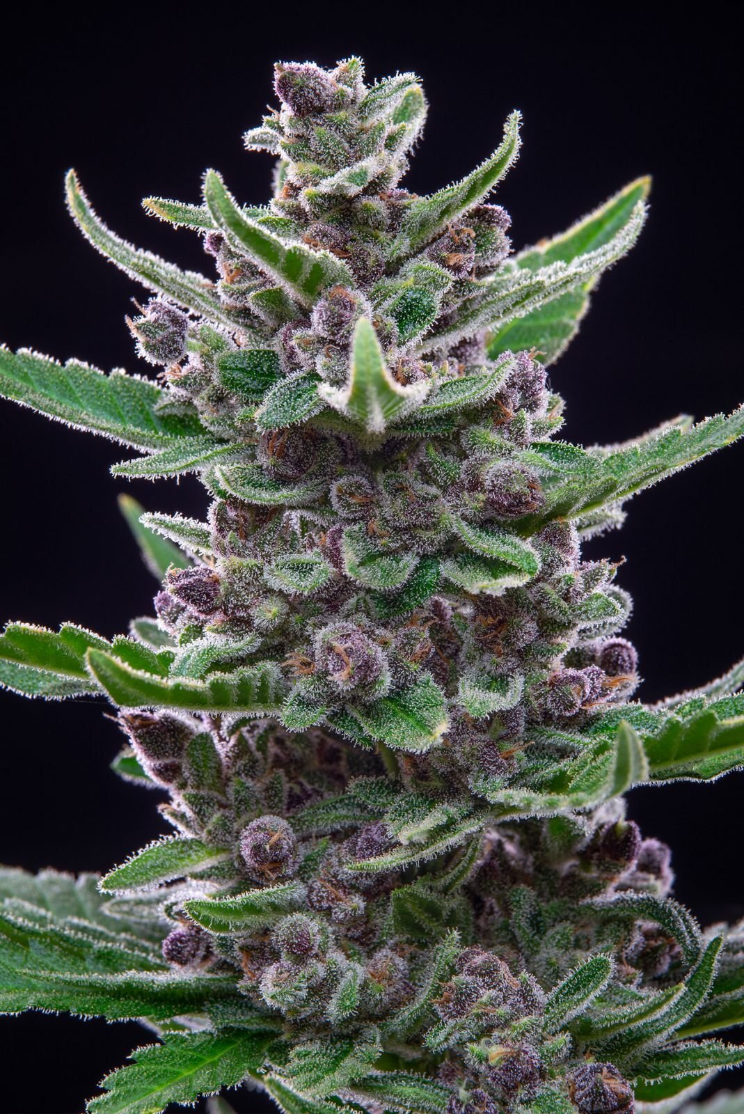 FastBuds - Tropicana Cookies Auto (auto/fem.)