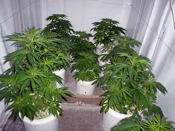 Mr. Nice Seeds - Early Skunk Haze (Early Pearl Skunk x Haze) (reg.)