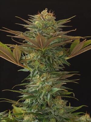 Mr. Nice Seeds - NL5 x Afghan (reg.) 08779