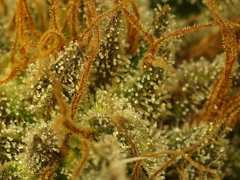 Mr. Nice Seeds - NL5 x Afghan (reg.)