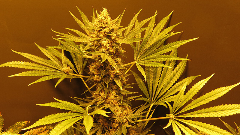 Mr. Nice Seeds - G13 Haze (reg.)