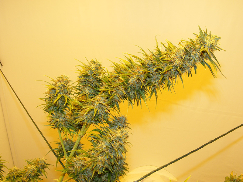 Mr. Nice Seeds - G13 Haze (reg.)