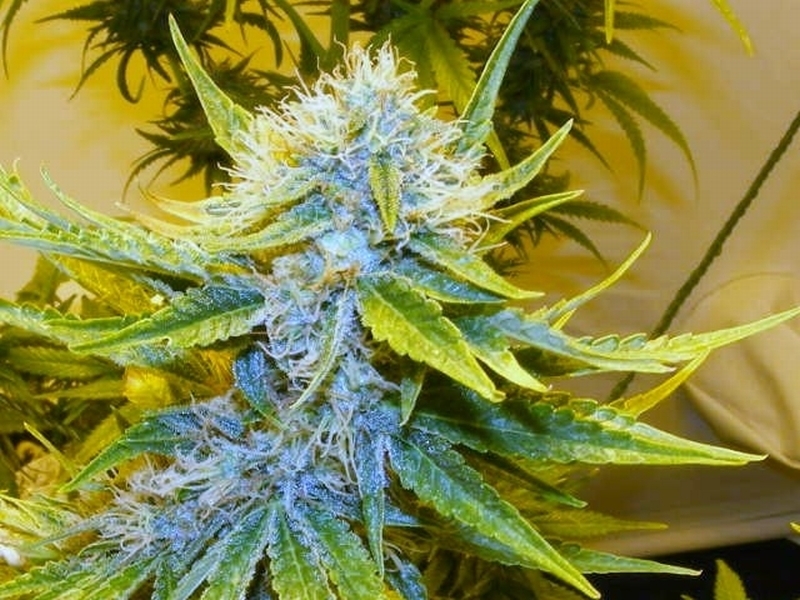 Mr. Nice Seeds - G13 Haze (reg.)