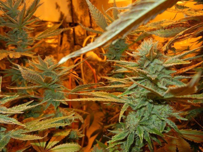 Mr. Nice Seeds - G13 Haze (reg.)