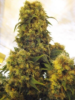 Mr. Nice Seeds - Critical Skunk (reg.) 04576