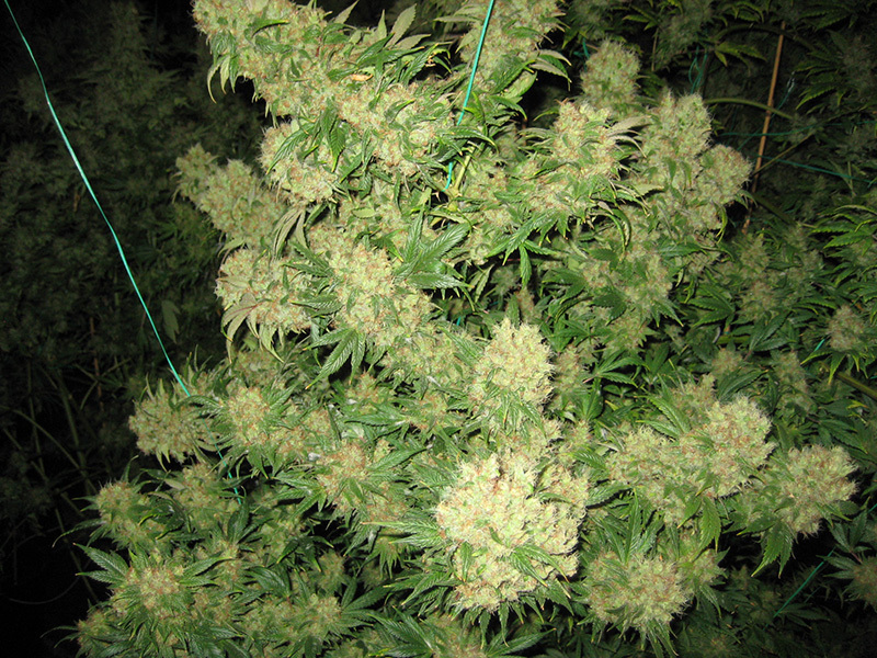 Mr. Nice Seeds - Critical Skunk (reg.)