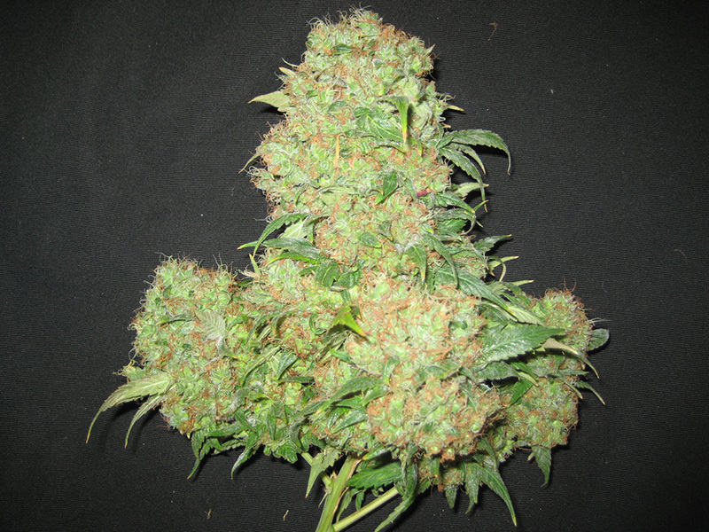Mr. Nice Seeds - Critical Skunk (reg.)