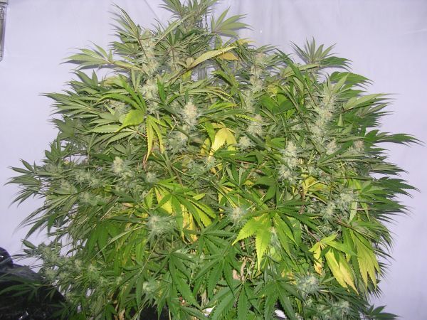 Mr. Nice Seeds - Critical Skunk (reg.)