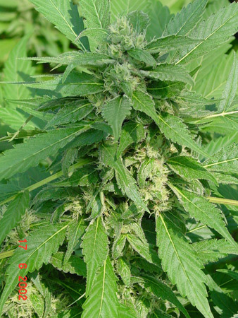 Mr. Nice Seeds - Devil (reg.)