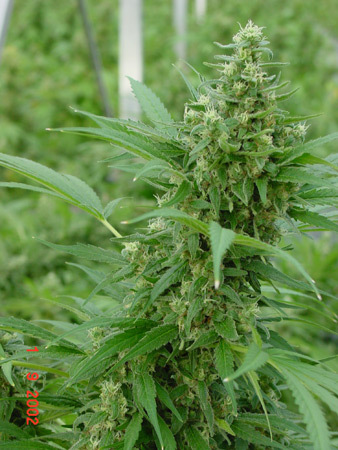 Mr. Nice Seeds - Devil (reg.)