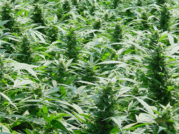 Mr. Nice Seeds - Dreamtime (reg.)