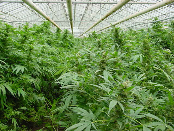Mr. Nice Seeds - Dreamtime (reg.)