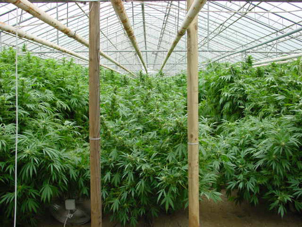 Mr. Nice Seeds - Dreamtime (reg.)