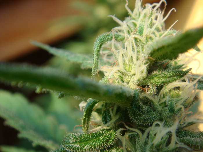 Mr. Nice Seeds - Angel's Breathe (reg.)