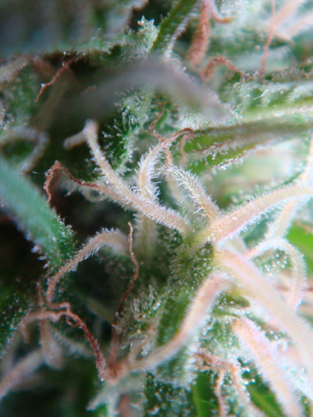 Mr. Nice Seeds - Angel's Breathe (reg.)