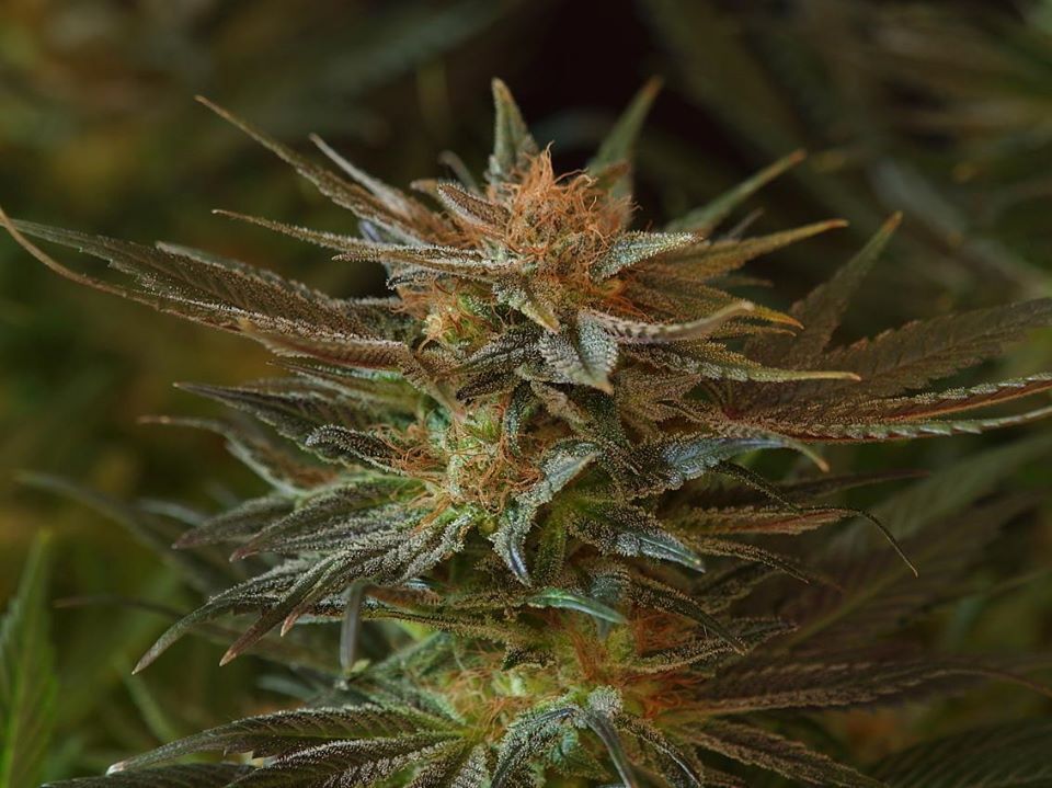 Mr. Nice Seeds - NL5 x Afghan (reg.)