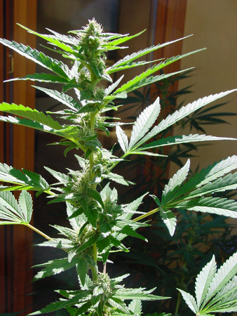 Mr. Nice Seeds - Early Queen (reg.)